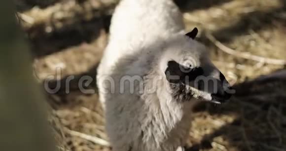 一只滑稽的绵羊站在农场户外的肖像视频的预览图