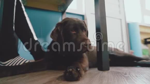 沉睡的棕色小狗拉布拉多狗的肖像视频的预览图