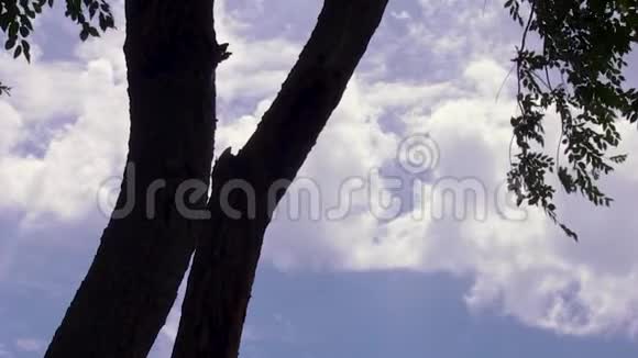 树枝叶视频的预览图
