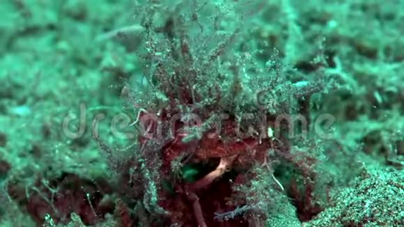 杜马盖特祖鲁海沙上装饰的观赏蜘蛛蟹视频的预览图