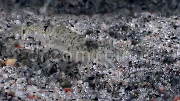 玻璃虾掩藏在白海海底的石头中视频的预览图