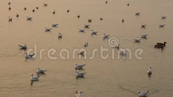 日落时水面上的海鸥视频的预览图