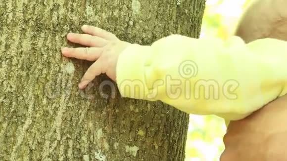 父亲手中的几个月大的婴儿与大自然接触触摸树木观看植物放大视频视频的预览图