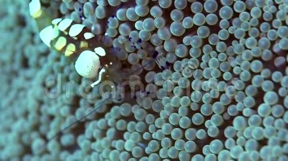 朱鲁海杜马盖特海葵上的孔雀尾玻璃虾虾视频的预览图
