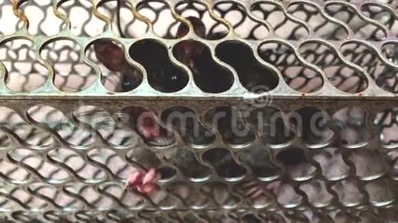 老鼠被困在笼子里视频的预览图