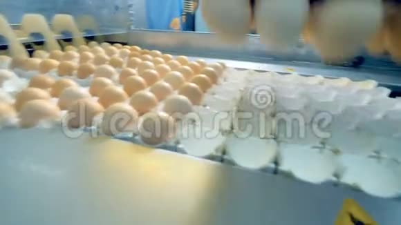 鸡蛋在传送带上移动现代农业设备投入使用4公里视频的预览图