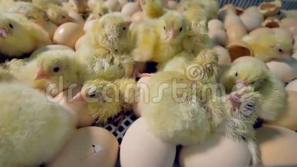 一群可爱的新孵出的小鸡4K视频的预览图