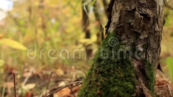 苔藓和秋叶视频的预览图