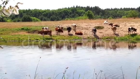 一群牛在浇水时用水解渴中午休息视频的预览图