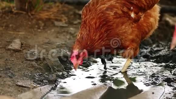 鸡肉在泥里寻找有机食物视频的预览图