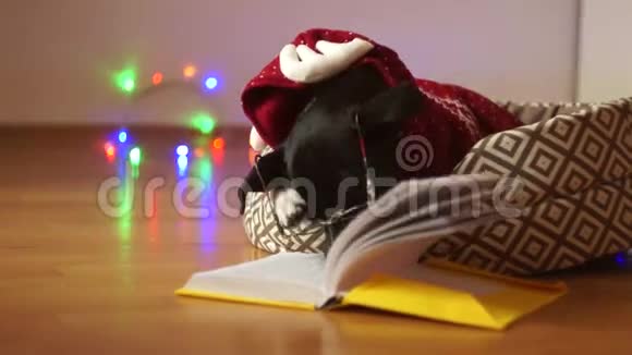 圣诞快乐聪明的狗戴着眼镜和驯鹿服装读着这本书视频的预览图