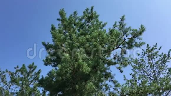 林中的大松树视频的预览图