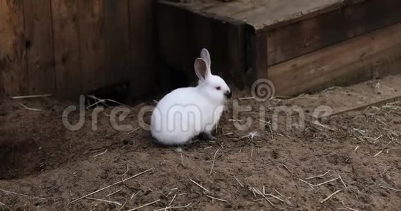 白兔坐在农场的地上视频的预览图