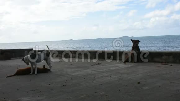 狗在海边的户外玩耍和放松视频的预览图