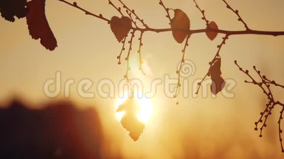 秋干树枝处夕阳剪影阳光景观秋树榆极浅聚焦太阳和树视频的预览图