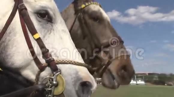 两匹骑马互动视频的预览图