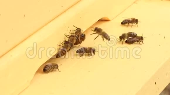 蜜蜂飞向蜂巢视频的预览图