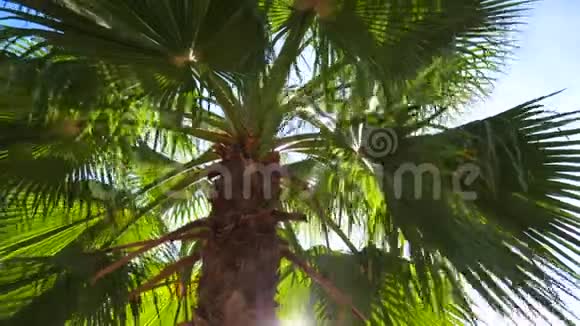 热带棕榈树树叶和树干的低角度特写夏日的微风阳光透过棕榈枝视频的预览图