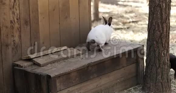 黑白兔子在农场领地上玩耍视频的预览图