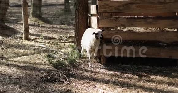 白羊在农场森林里的木栅栏上挠痒痒视频的预览图