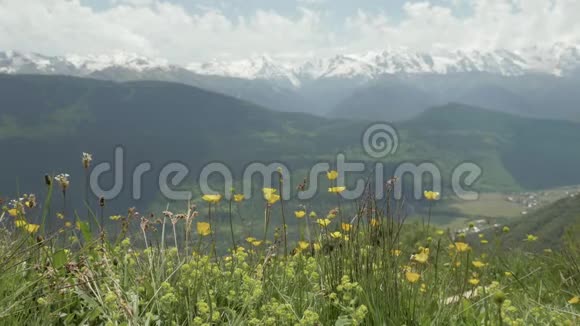 山中黄花格鲁吉亚视频的预览图