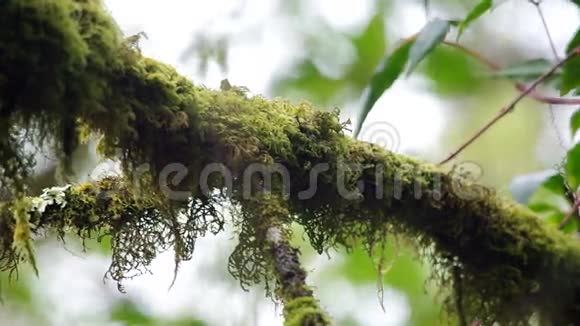 树枝上长满了苔藓视频的预览图
