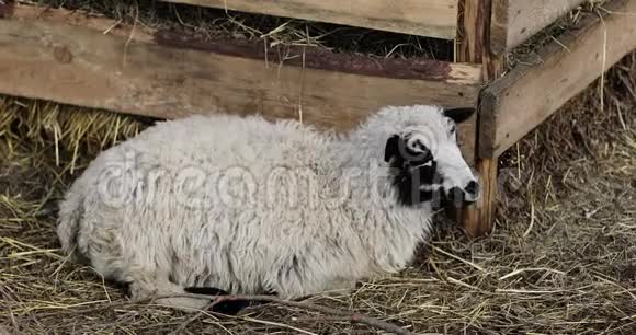 一只白色的黑羊躺在农场的土地上视频的预览图