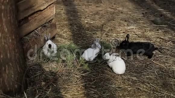 年轻的黑白兔子坐在地上在农场里吃东西视频的预览图