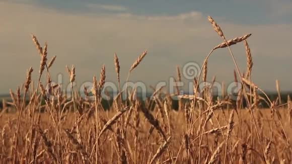 夏日的微风吹拂着天空麦穗摇摆着视频的预览图