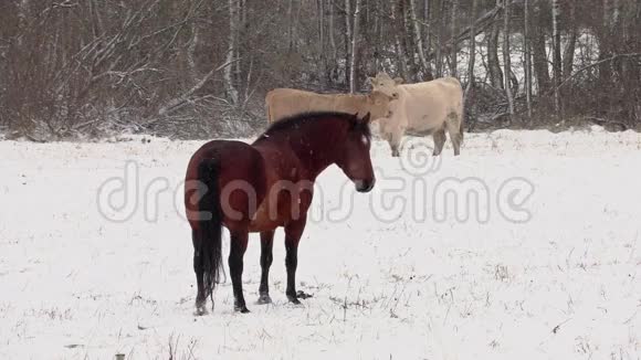 暴风雪中的马和牛视频的预览图