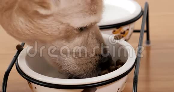 在碗里吃干粮的混合品种狗的特写镜头视频的预览图