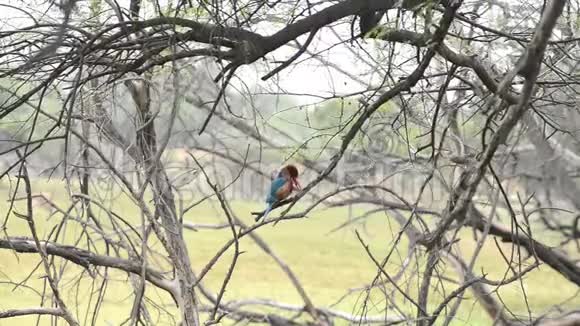 印度基奥拉多国家公园的一条白喉翠鸟等待鱼视频的预览图