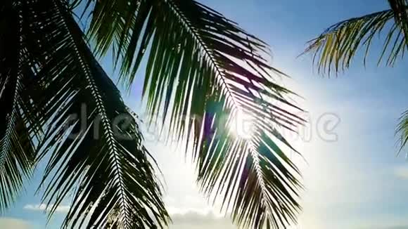 太阳光线穿过棕榈枝海岸的热带树木视频的预览图