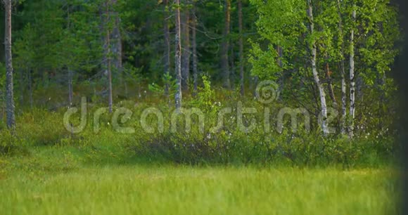 野生狼尾草在森林中自由行走寻找食物视频的预览图