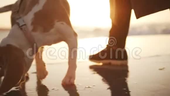 漂亮的狗狗带着皮带闻着气味在潮湿的码头上散步背景上有波浪靠近斯洛莫视频的预览图