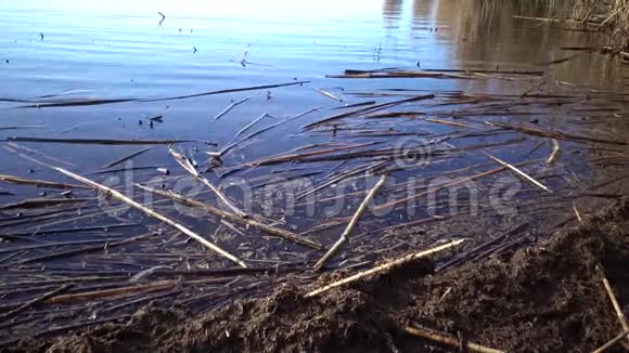 干涸的芦苇漂浮在湖边的水中视频的预览图
