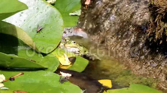荷兰小瀑布中的绿色青蛙视频的预览图