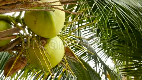 特写充满异国情调的绿棕树叶子里面有一簇年轻新鲜的圆形椰子果自然视频的预览图