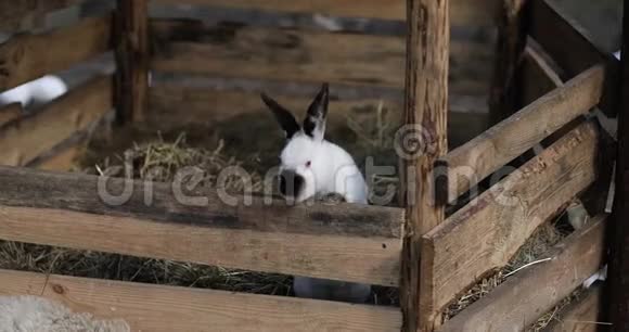 一只大兔子从木栅栏跳出来视频的预览图