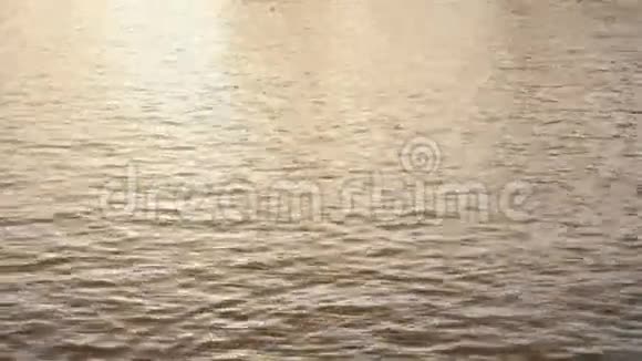 平静的湖面上孤独的鸭子视频的预览图