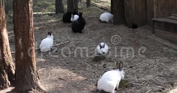 许多黑白兔子在农场里玩耍视频的预览图