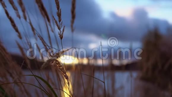 秋天的傍晚干草在池塘的两岸摇曳视频的预览图
