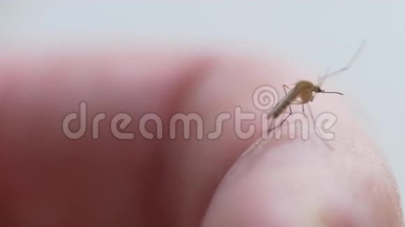 蚊子在手上行走视频的预览图