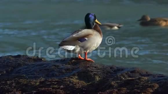 鸭子坐在海里的岩石上视频的预览图