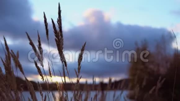 秋天的傍晚干草在池塘的两岸摇曳视频的预览图