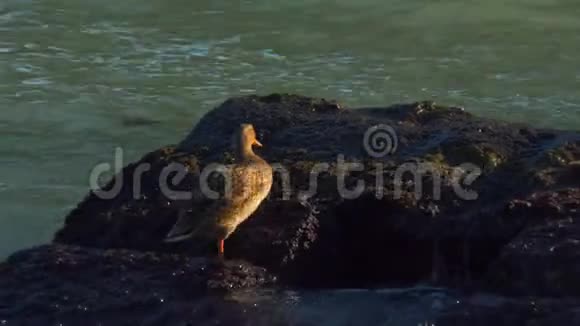鸭子坐在海里的岩石上视频的预览图