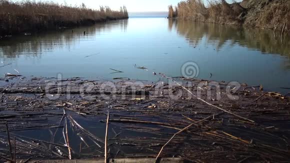 干涸的芦苇漂浮在湖边的水中视频的预览图