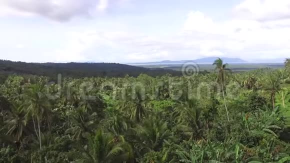 椰子树其中最高的在森林的中间突出空中打击视频的预览图