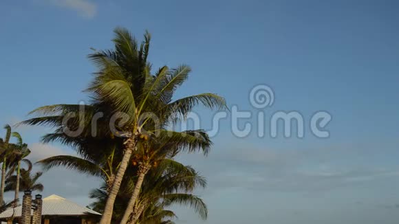 风吹落在夕阳上的椰子叶视频的预览图