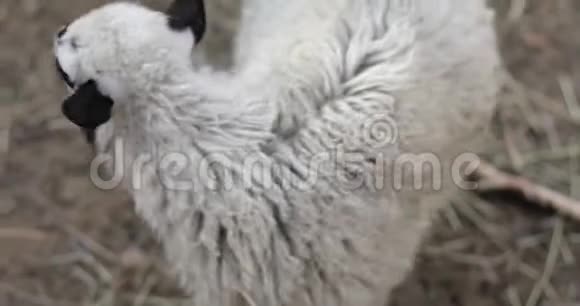 农场里一只美丽的绵羊饮水的肖像视频的预览图